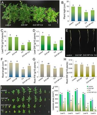 Mitigation mechanism of zinc oxide nanoparticles on cadmium toxicity in tomato